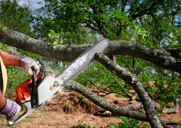 Reliable South Whitley, IN Tree Removal Services Solutions